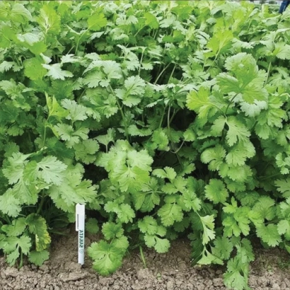 Coriander plant with white label on stem - SANTO