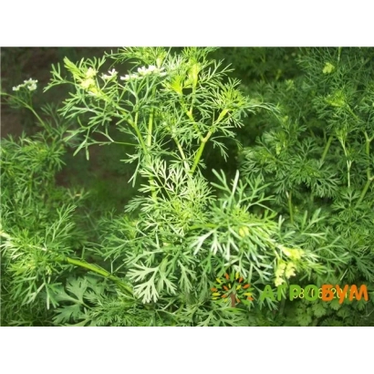 Растение кориандр Шико на фоне зелени