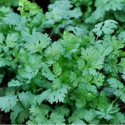 Green coriander leaves on dark background - TAIGA