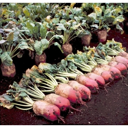Beetroot roots with tops arranged in rows on soil - Barbara