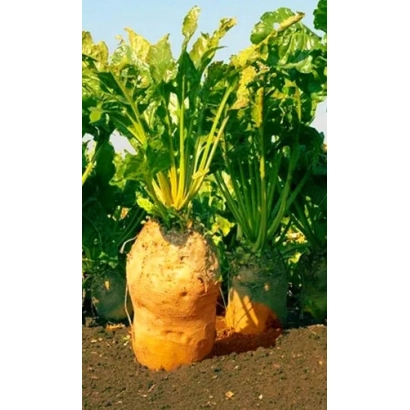 Кормовая свекла ЭККЕНДОРФСКАЯ ЖЕЛТАЯ на гряде