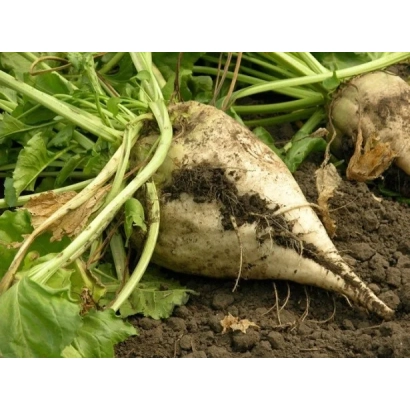 Свекольная ботва и корнеплоды на земле - Галицький