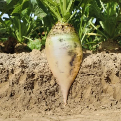 Свекольная ботва с корнеплодом сорта ГУСТЕЯ КВС на почве