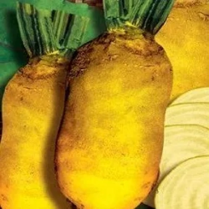 Кормовая свекла КЮРОС | Kyros