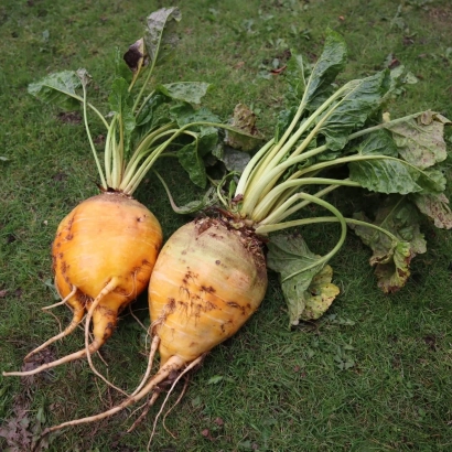 Две свеклы кормовой на траве - ЛЕМПА