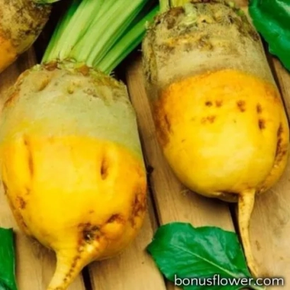 Feed beet MHR Goliat on wooden surface