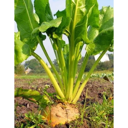 Свекольная ботва с корнеплодом на поле - Милана