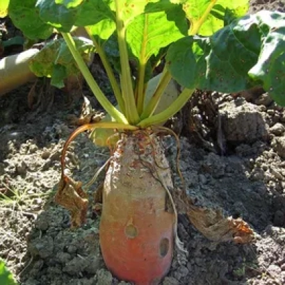 Свекла Полтавская белая в земле