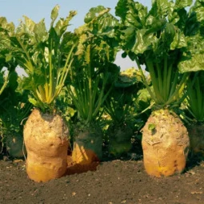 Кормовая свекла сорта Полтавская полусахар на гряде