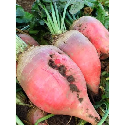 Кормовая свекла РАМОНСКИЙ РОЗОВЫЙ на земле с зелеными листьями