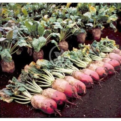 Свекольные корнеплоды сорта РЕКОРД ПОЛИ на земле