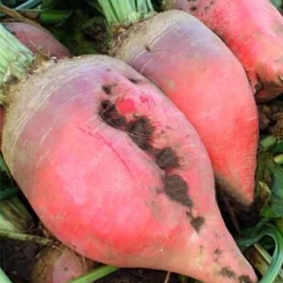 Свекольные корнеплоды сорта Рекорд-поли