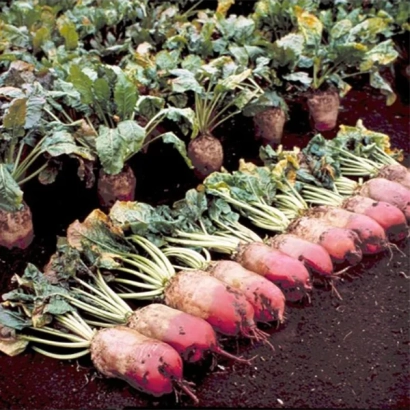 Кормовая свекла Рекорд Поли Бис на гряде