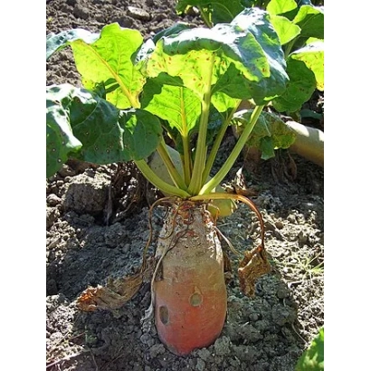 Свекла сорта РКГ 92 в земле