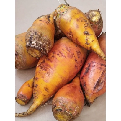 Кормовая свекла Бригадир