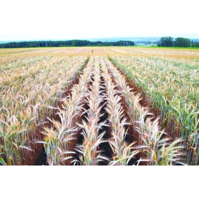 Поле с культурой Кострец в стадии созревания - ЧИШМИНСКИЙ 4