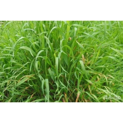 Зеленая трава Костриця сиза на поле