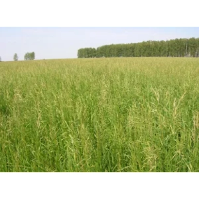 Field of Kострец crop with forest in background - TULUNSKY