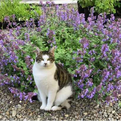 Кошка сидит среди растений котовника - БАРХАТ