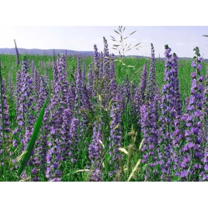 Поле с цветущим козлятником на фоне горизонта - Ялгинский