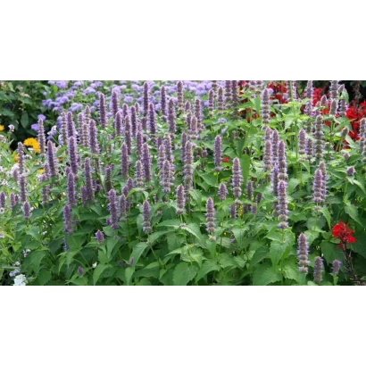 Цветущий козлятник в саду - ВЕРА