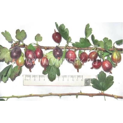 Иллюстрация ветки крыжовника с ягодами - Аристократ