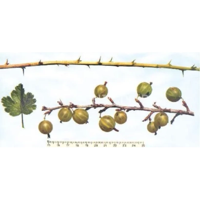 Крижовник на гілці з листом та лінійкою - Білі ночі