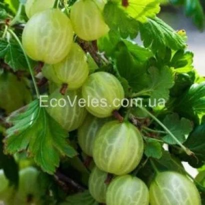 Свежие ягоды крыжовника на ветке с логотипом EcoVeles.com.ua - Донецкий крупноплодный