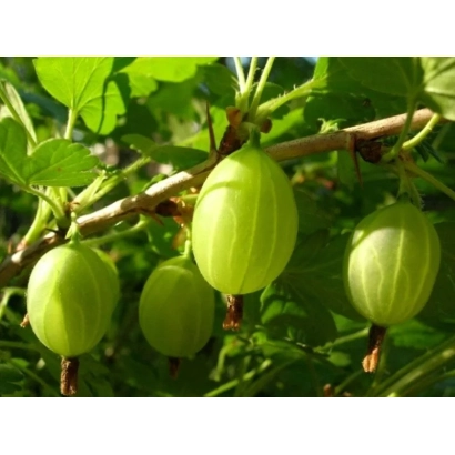 Зеленые ягоды крыжовника на ветке - Донецкий первенец