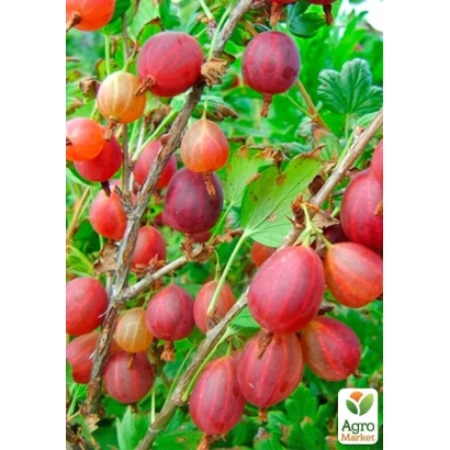 Крижовник на гілці з плодами різних відтінків червоного та зеленого - Елегант