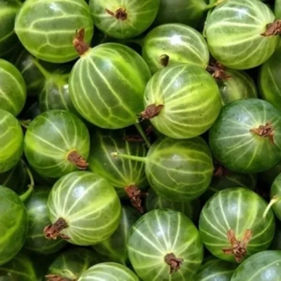 Свежие зелёные крыжовники - Гостинець