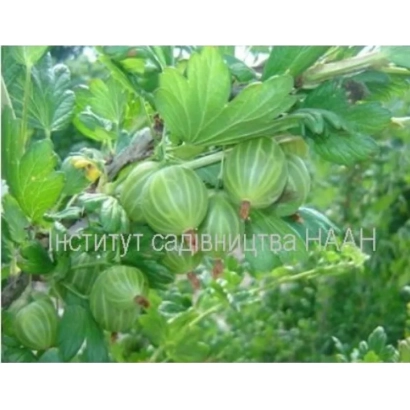 Крижовник Хрещеник на гілці з зеленими ягодами