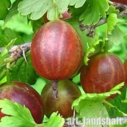 Крыжовник на ветке с зелёными листьями - Кам'янград