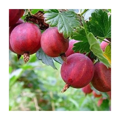 Red currant on a branch
