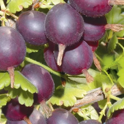 Дозрілі ягоди смородини на гілці - Карат