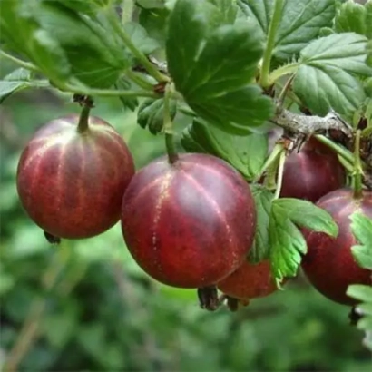 Крыжовник Карпаты на ветке - Карпаты / Карпати