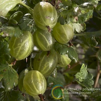 Крижовник на гілці з листям - Княжич