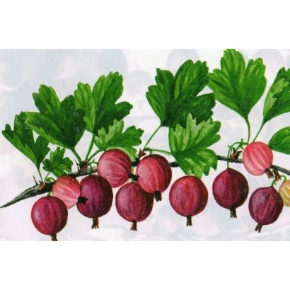 Иллюстрация ветки крыжовника с ягодами и листьями - Консервный / Консервний