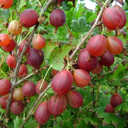 Крижовник Красень на гілці з листям - Красунчик