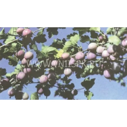 Крижовник Червоний великий на гілці