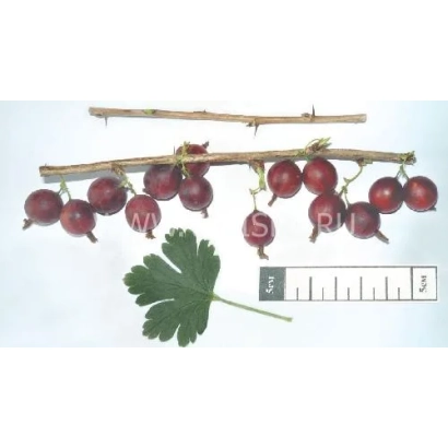 Крижовник на гілці з листком та лінійкою - Маяк