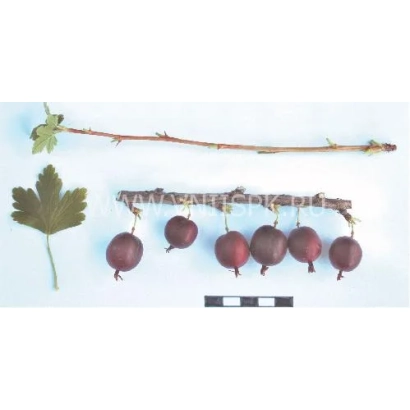 Крыжовник на ветке с листом и линейкой для масштаба - Очарование