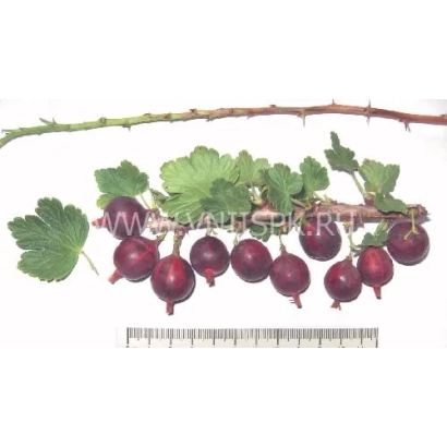 Ветка крыжовника с ягодами сорта Романтика