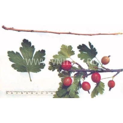 Крыжовник на ветке с листьями и ягодами - Серафим