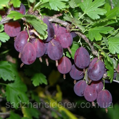 Дозрілі ягоди смородинових на гілці - Легінь