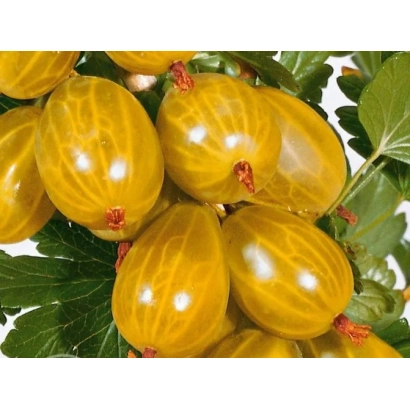 Yellow gooseberry berries of the Yellow Mleevsky variety on a branch