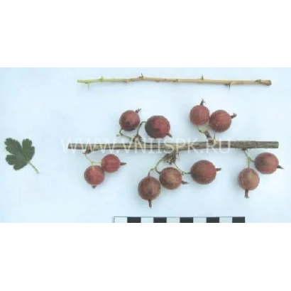 Крижовник на гілці з листком та лінійкою для вимірювання - Надійний