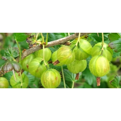 Зеленые ягоды крыжовника на ветке - НАСЛЕДНИК