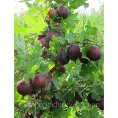 Крыжовник на ветке с зелёными листьями - Неслуховский