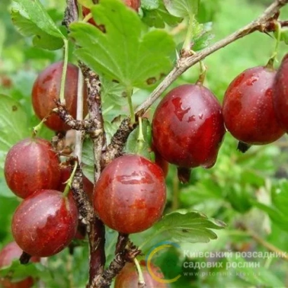 Крижовник червоний на гілці з листям - Оксамит